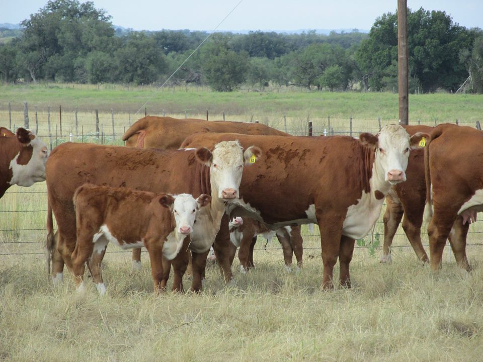 Jordan Cattle Auction Slide Show